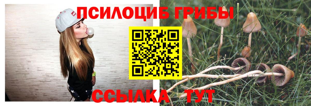 Галлюциногенные грибы Psilocybine cubensis Камышин